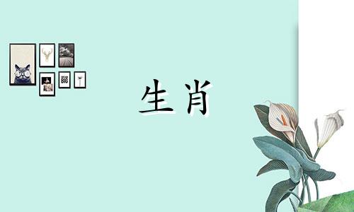 1999年的兔和2000年的属龙好不好?属龙和兔的性格相似吗?