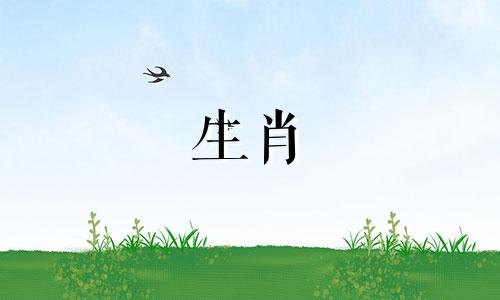 1987年属兔是什么生肖？属兔与什么生肖有冲突？