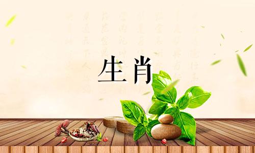 属兔的女性在2021年的整体运势非常好。