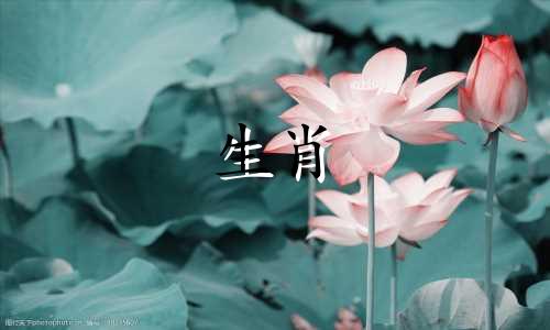 1994年出生的男人最容易一见钟情的星座有哪些？马是哪个生肖？