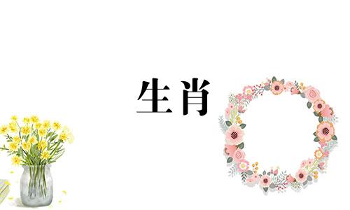 1995年出生的猪年的人晚年会发财、好运吗?