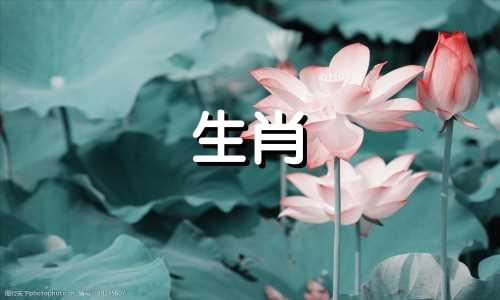 生肖兔和生肖鸡的婚姻如何对抗婚姻