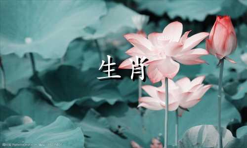 雌性在虎下出生的最佳日期是什么时候?