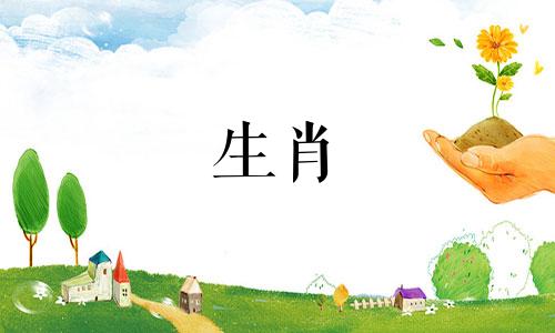 95年出生,小猪男配什么动物?