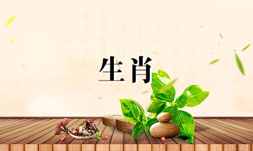 兔男2022年恋爱、结婚、生子