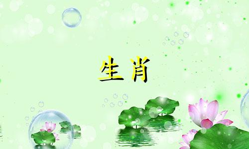 为什么虎男牛女经常打架?