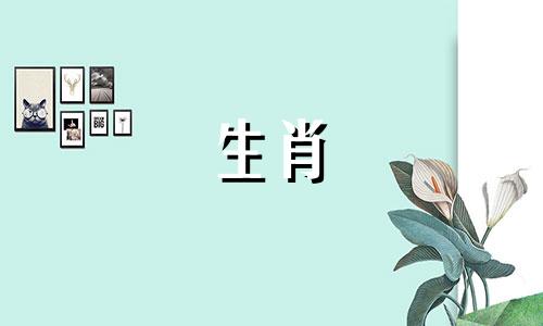 2022年一只小属鼠的生活是怎样的