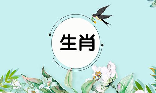 猪和哪些生肖最适合猪,哪些生肖最适合猪