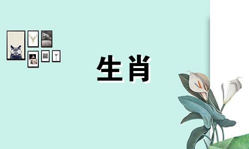 公狗母鼠婚姻好母鼠公狗爱情运势