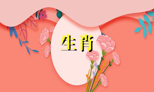 猪宝宝在农历19月过得怎么样?农历月是猪人的生活