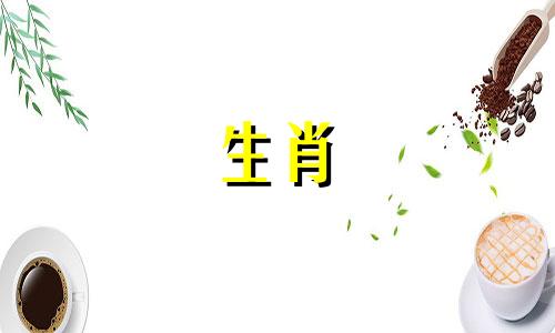 为什么猪不想再被爱了