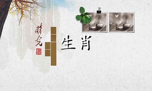 张子怡的生肖属相是什么？