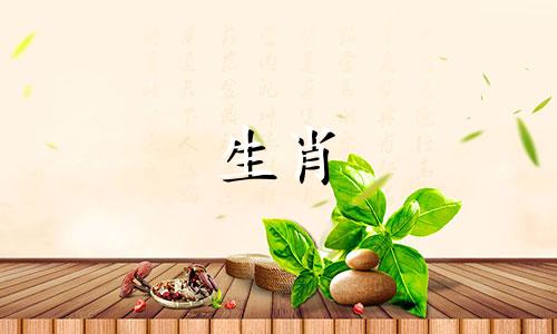 在12生肖中，哪些生肖属于金肖呢？