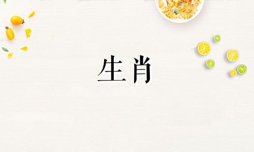 兔子属于哪个生肖属相？