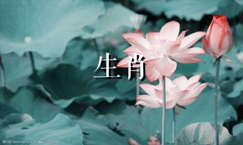 最具领导才能的男性生肖 哪三个生肖最有可能成为大老板,哪些生肖特征适合担任老板