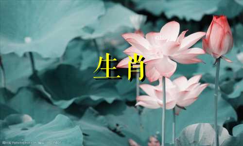 荀悦所代表的生肖属相是什么? 花经叶绿呈富贵,请问这指的是哪个生肖?感谢大家。