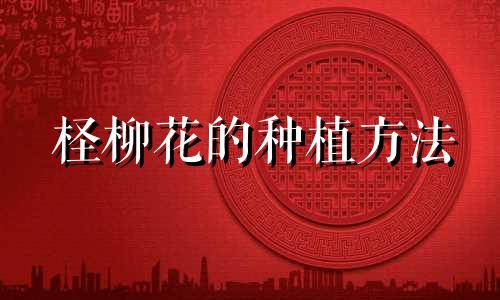 柽柳花的种植方法 柽柳养殖禁忌图片集