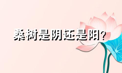 桑树是阴还是阳?