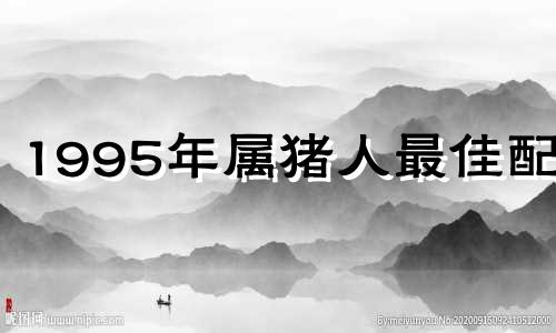 1995年属猪人最佳配偶
