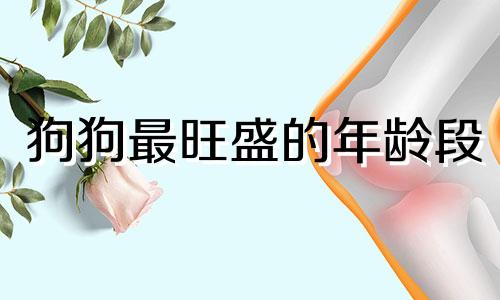 狗狗最旺盛的年龄段