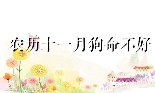 农历十一月狗命不好