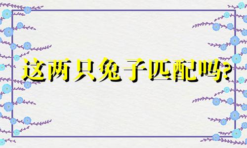 这两只兔子匹配吗?