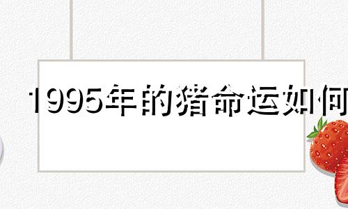 1995年的猪命运如何?