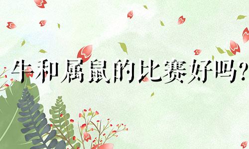 牛和属鼠的比赛好吗?