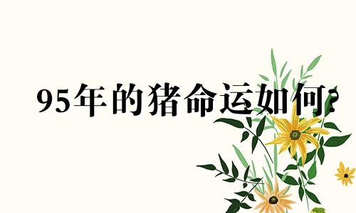 95年的猪命运如何?