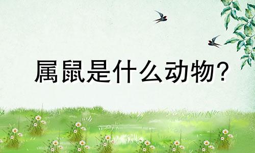 属鼠是什么动物?