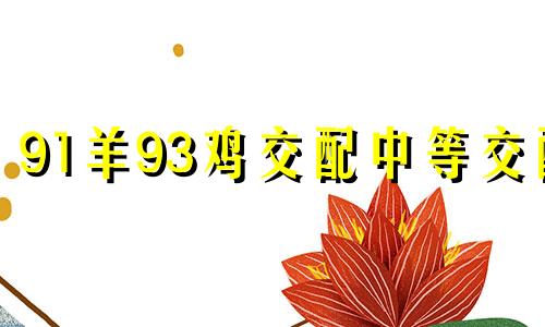 91羊93鸡交配中等交配
