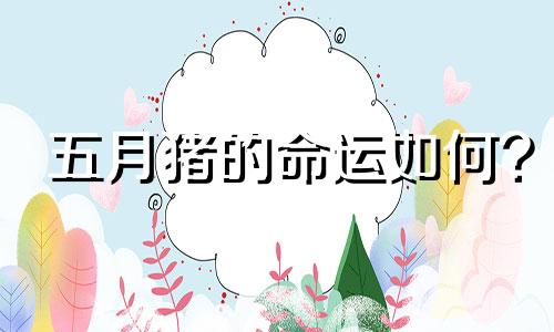 五月猪的命运如何?