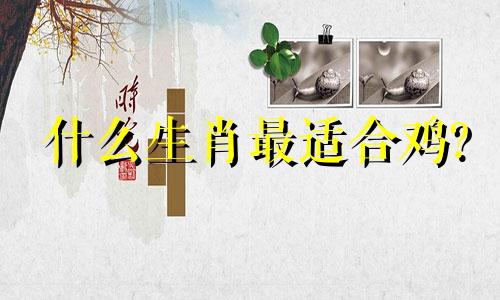 什么生肖最适合鸡?