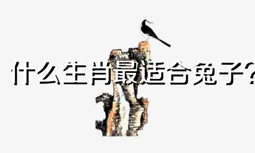 什么生肖最适合兔子?