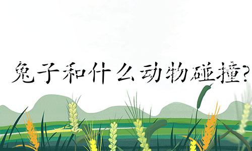 兔子和什么动物碰撞?