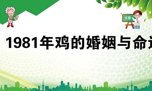 1981年鸡的婚姻与命运