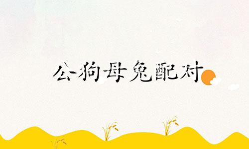 公狗母兔配对