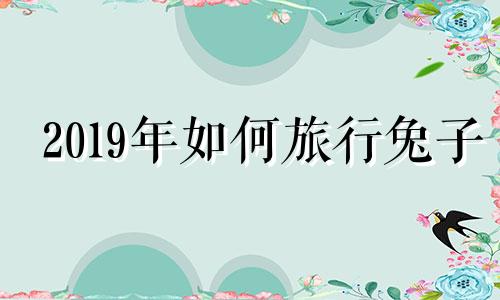 2019年如何旅行兔子