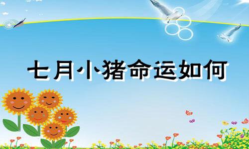 七月小猪命运如何