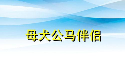 母犬公马伴侣