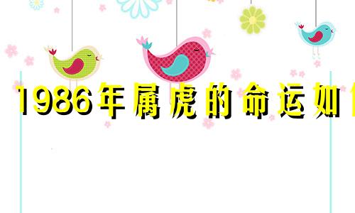 1986年属虎的命运如何