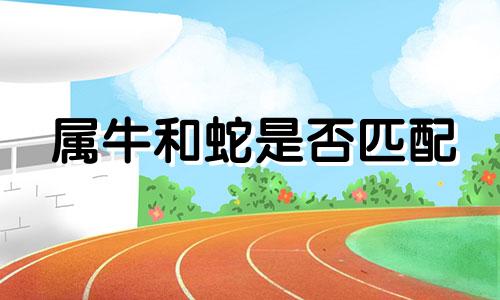 属牛和蛇是否匹配