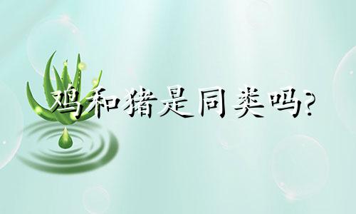 鸡和猪是同类吗?