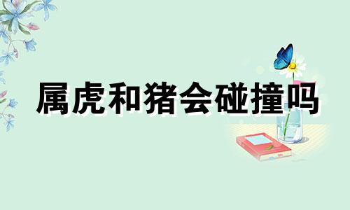 属虎和猪会碰撞吗