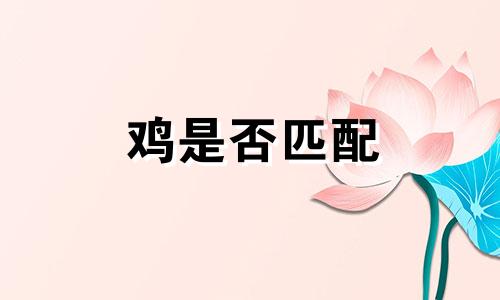 鸡是否匹配