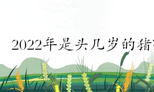 2022年是头几岁的猪?