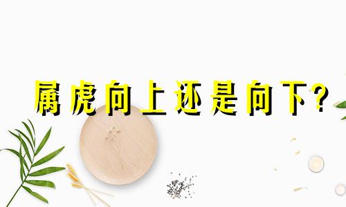 属虎向上还是向下?