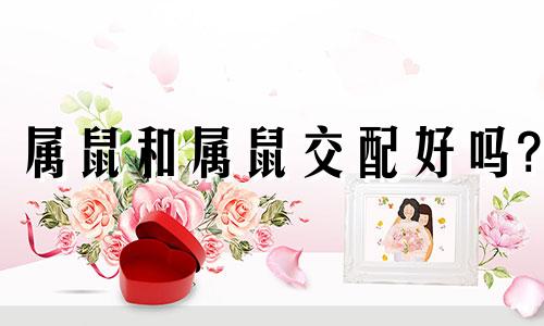 属鼠和属鼠交配好吗?