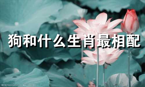 狗和什么生肖最相配