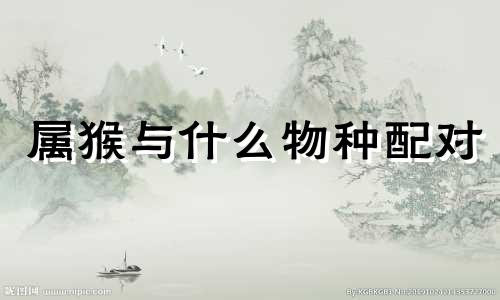 属猴与什么物种配对